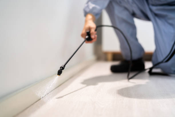 Rodent Entry Point Assessment in St. Augustine Beach
