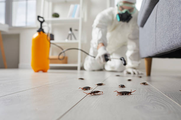 Commercial Rodent Management in St. Augustine Beach